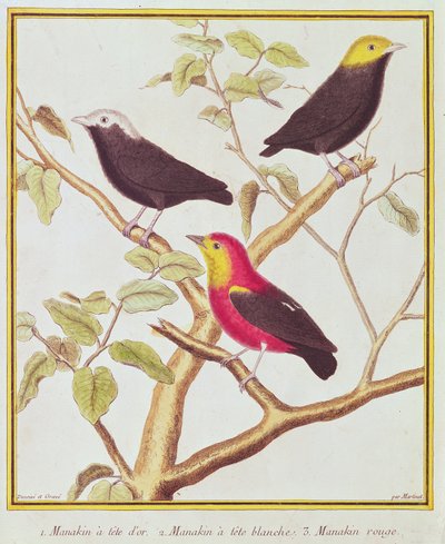 Manakins by Francois Nicolas Martinet